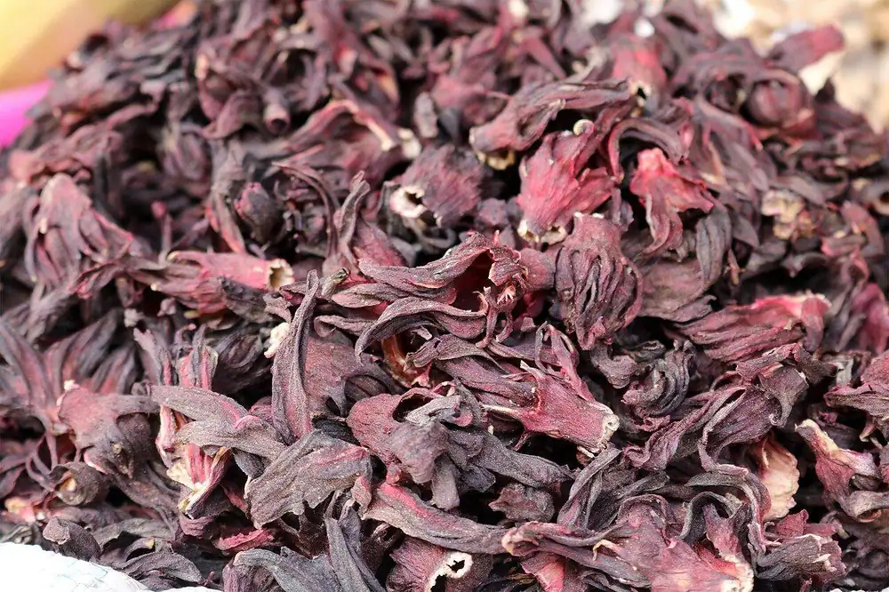 Bulk lot of dried hibiscus calyces prepared for export
