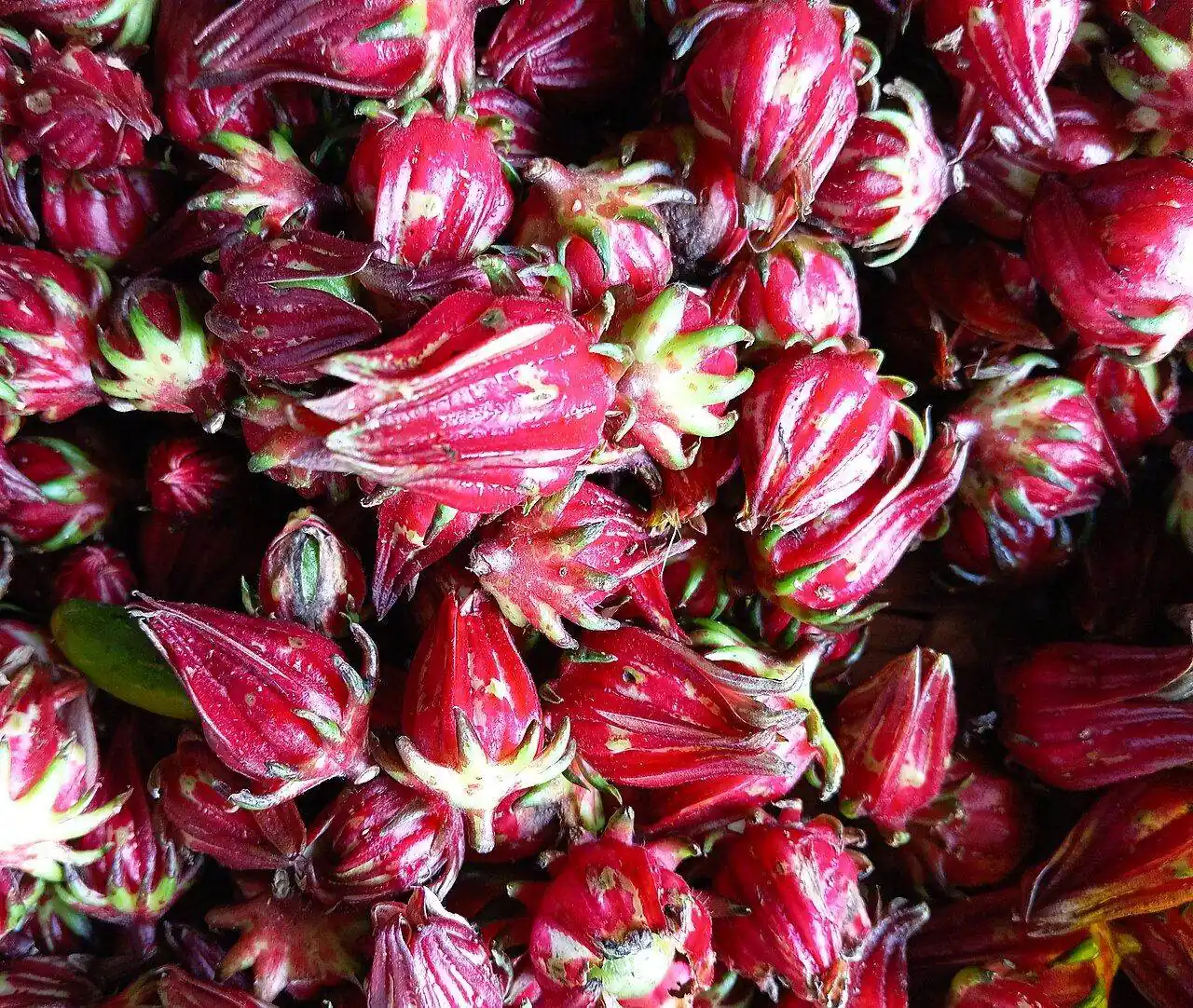 Freshly harvested roselle (Hibiscus sabdariffa) calyces